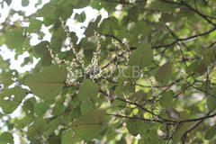 Mallotus tetracoccus